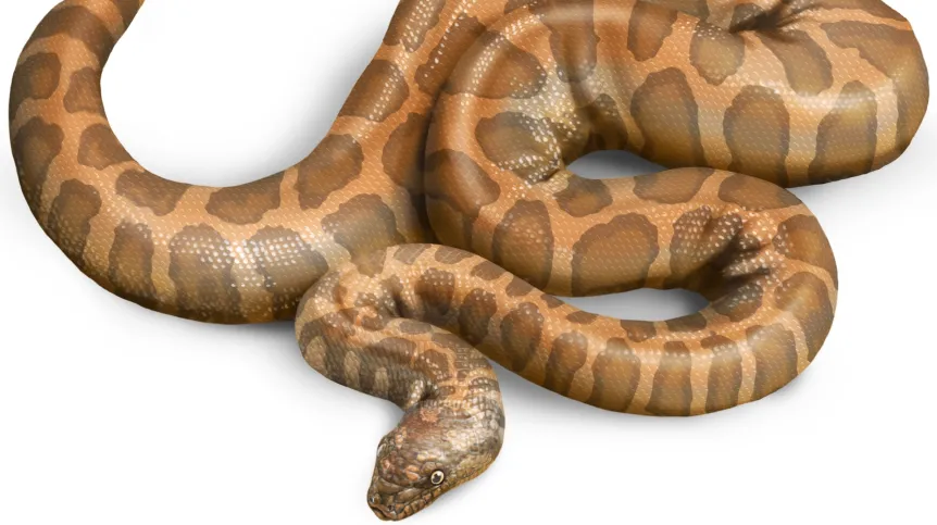 Nowy gatunek węża.png