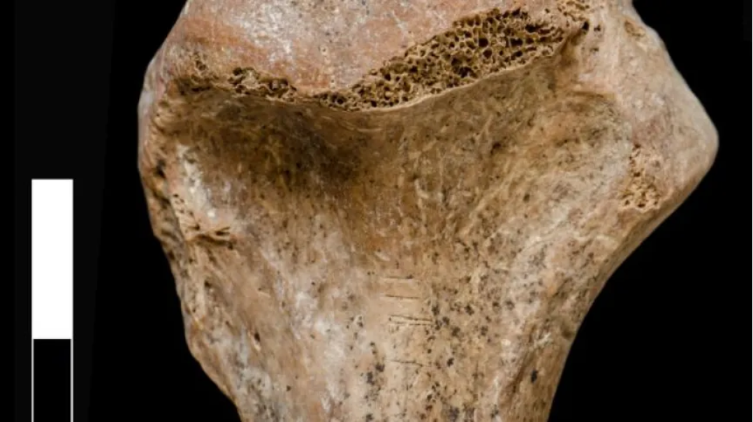 2020 stek z wilka.PNG