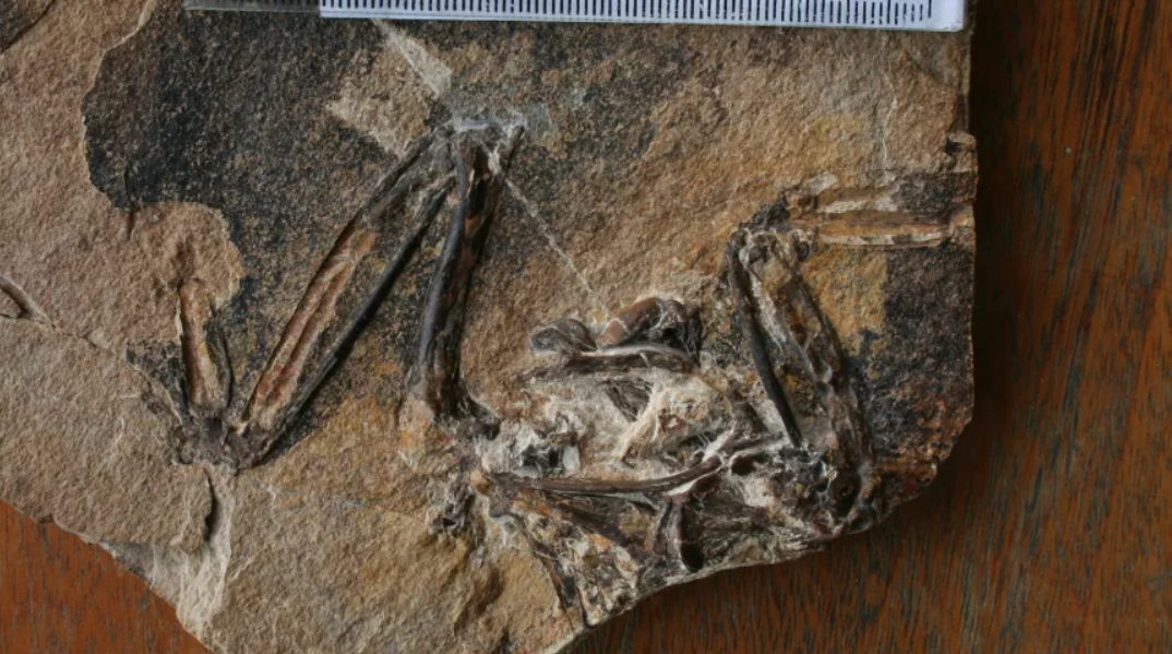 2014 nowy gatunek.PNG